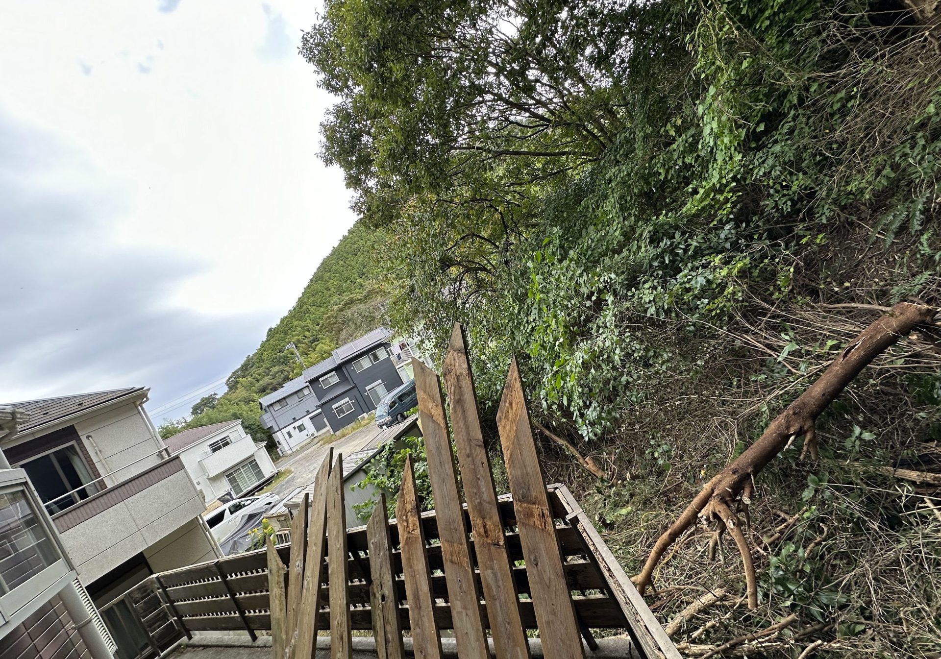 越境している木2