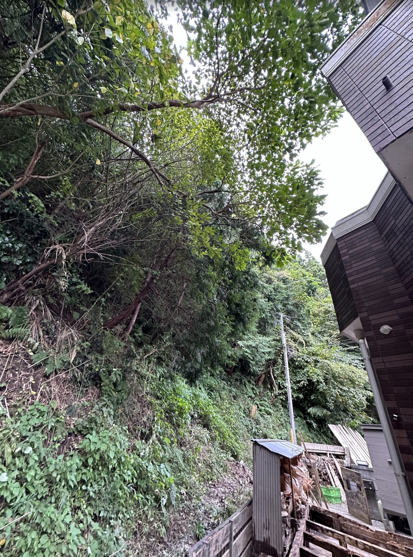 越境している木3