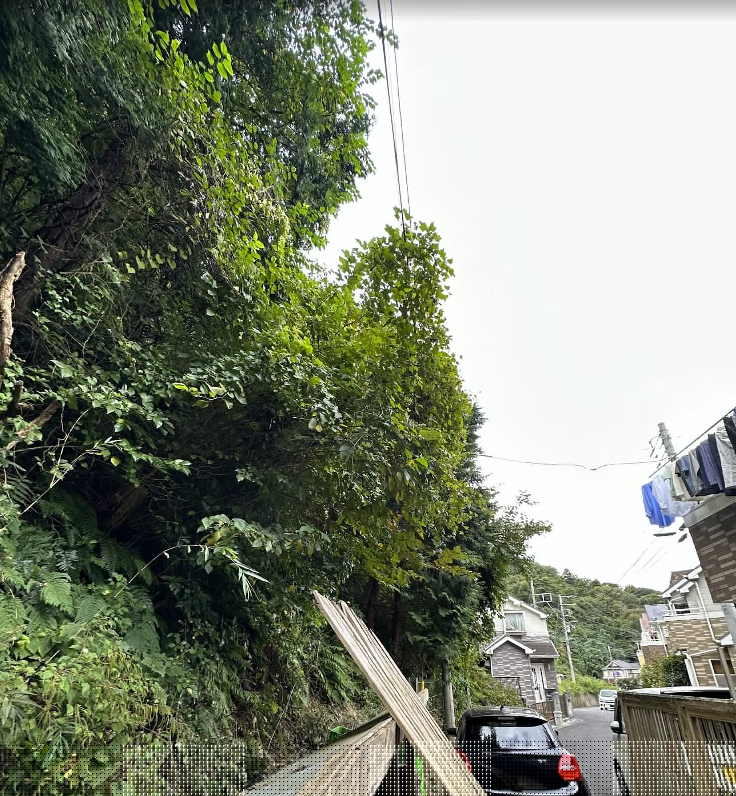 電線に絡まるつる