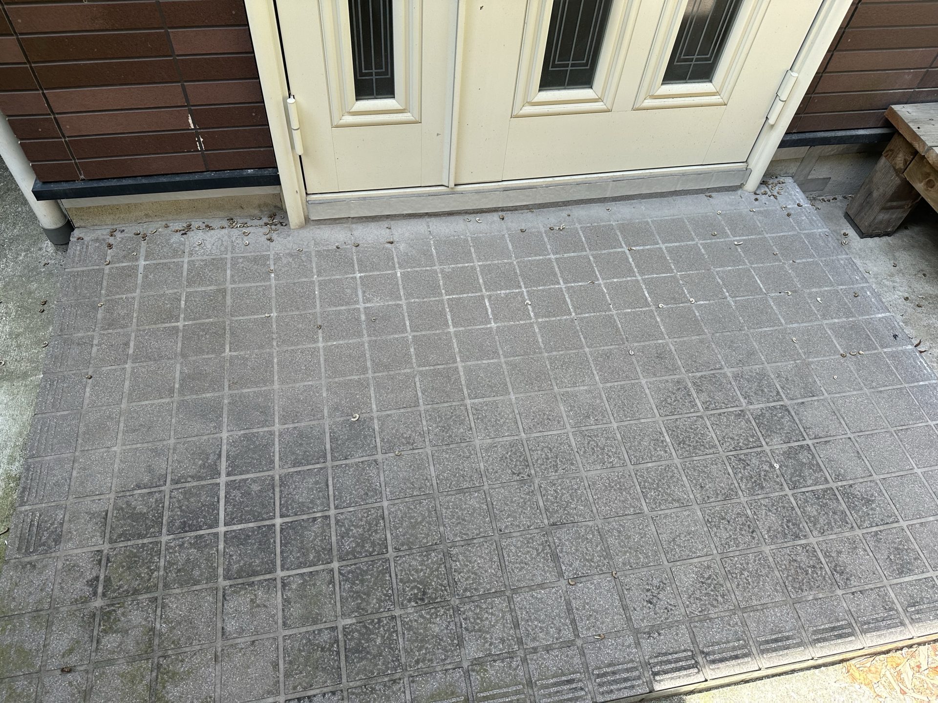 玄関に侵入したヤスデの様子